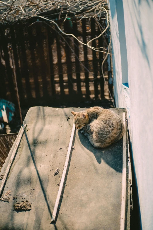 a cat that is laying on top of a piece of wood