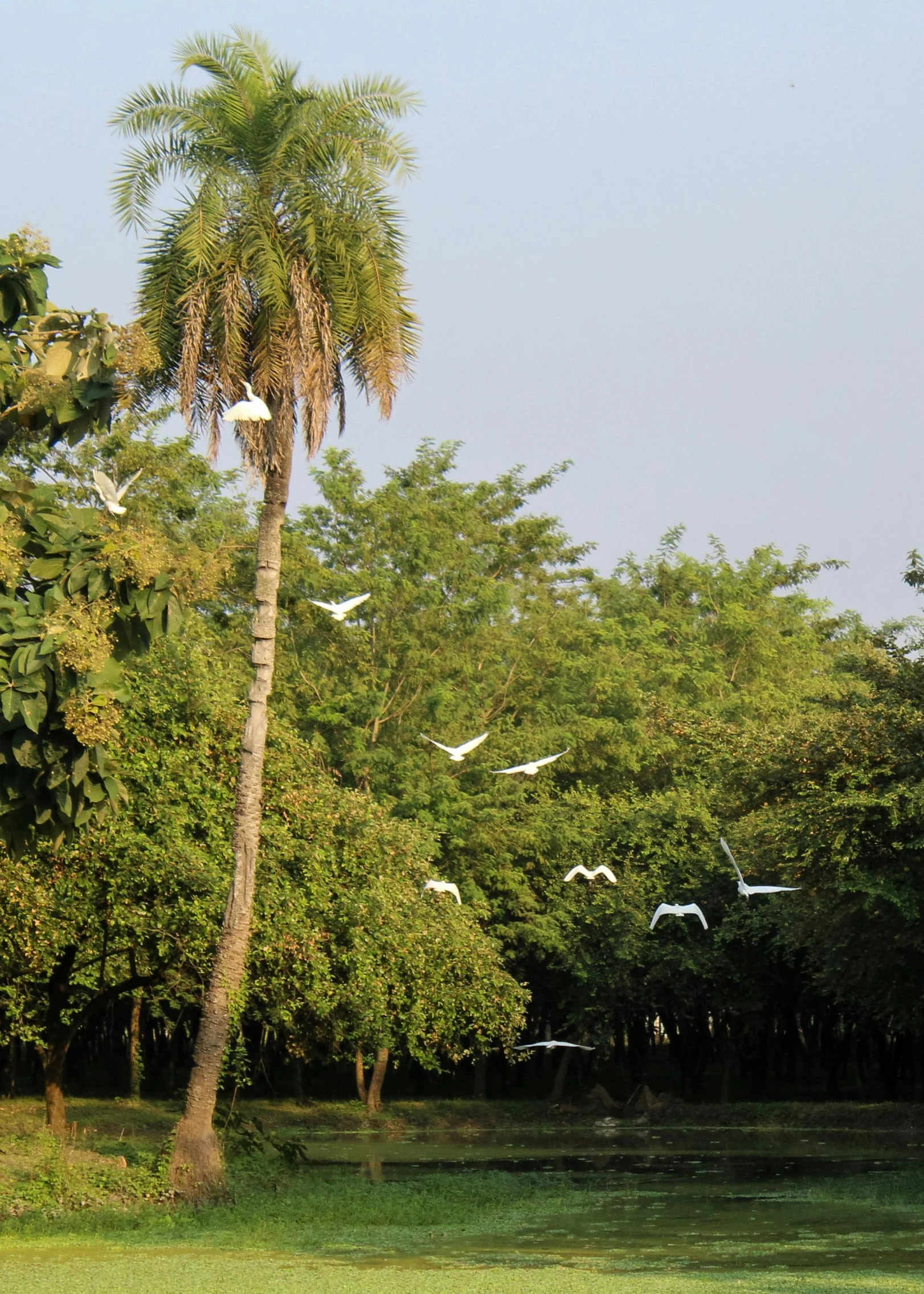 many birds are flying around the trees