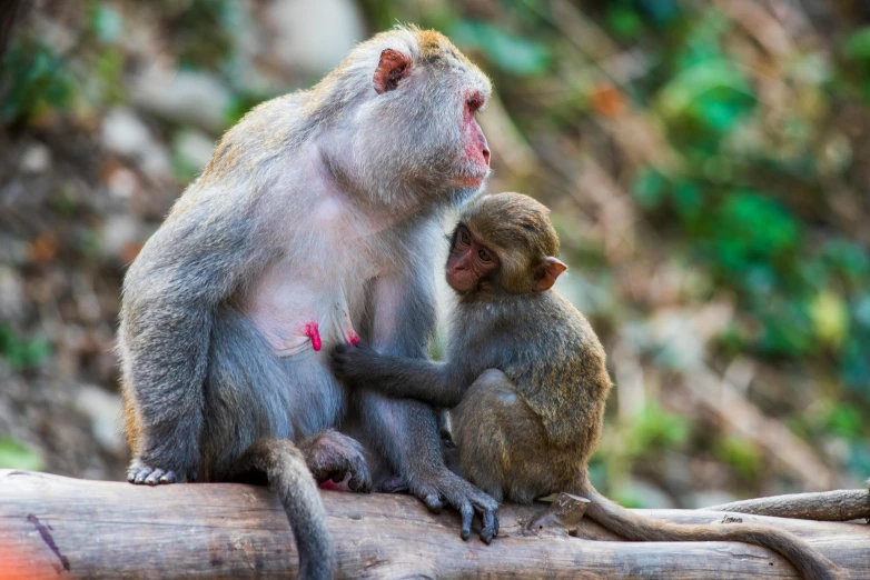 two monkeys sitting on top of a log