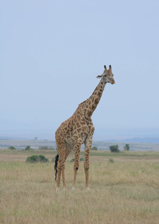 a giraffe standing on top of a lush green field