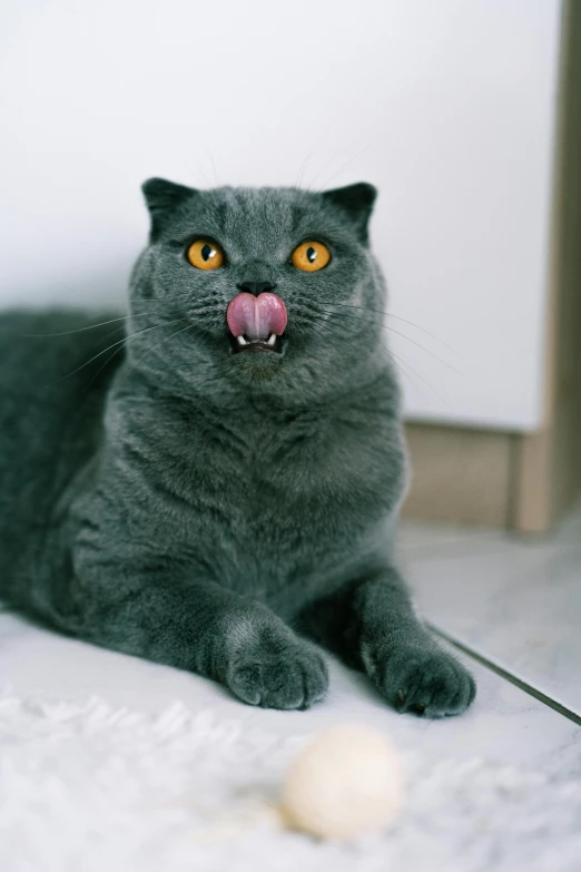 a cat sticks its tongue out with it's mouth wide open and balls around