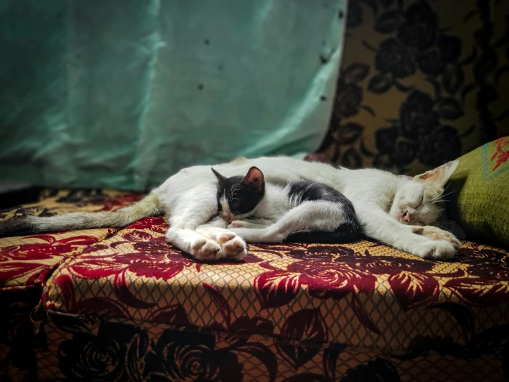 black and white cat laying on red patterned chair