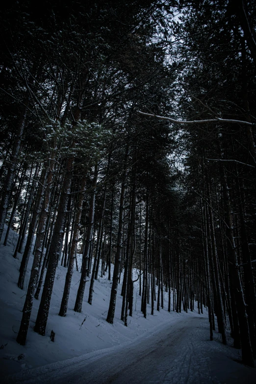 some thin trees stand still on a snowy road