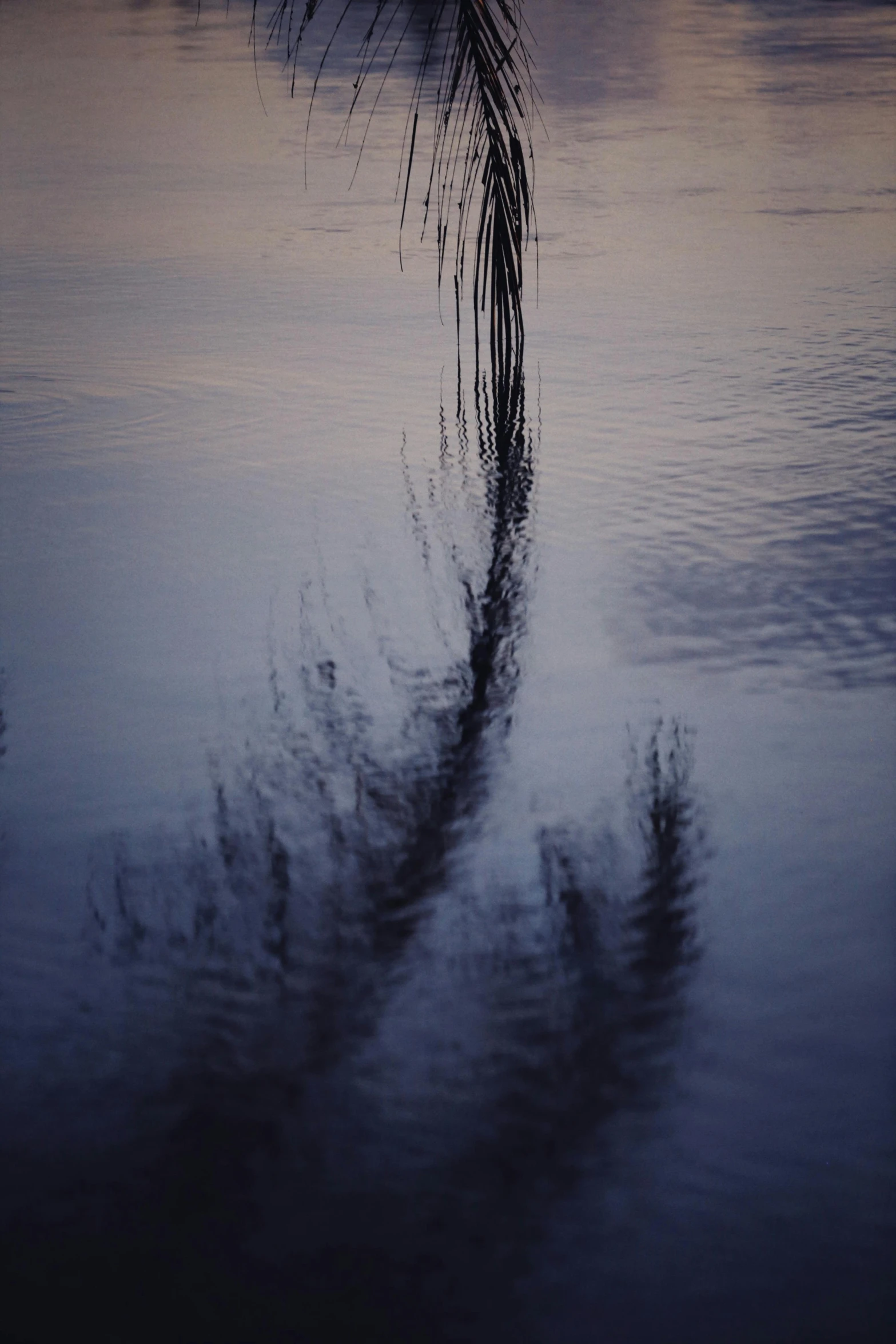 a palm tree reflected in the calm water