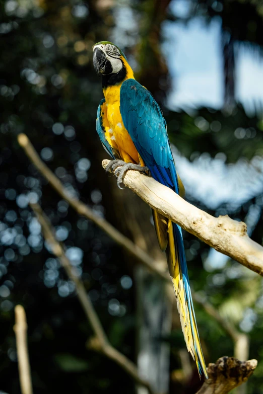 colorful parrot sitting on tree limb surrounded by trees