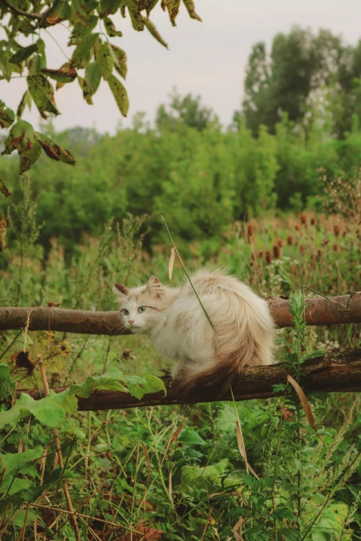 an orange and white cat is lying on top of a log