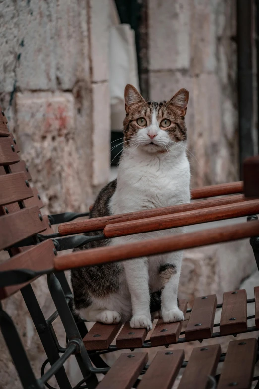 a brown and white cat is sitting on a patio chair