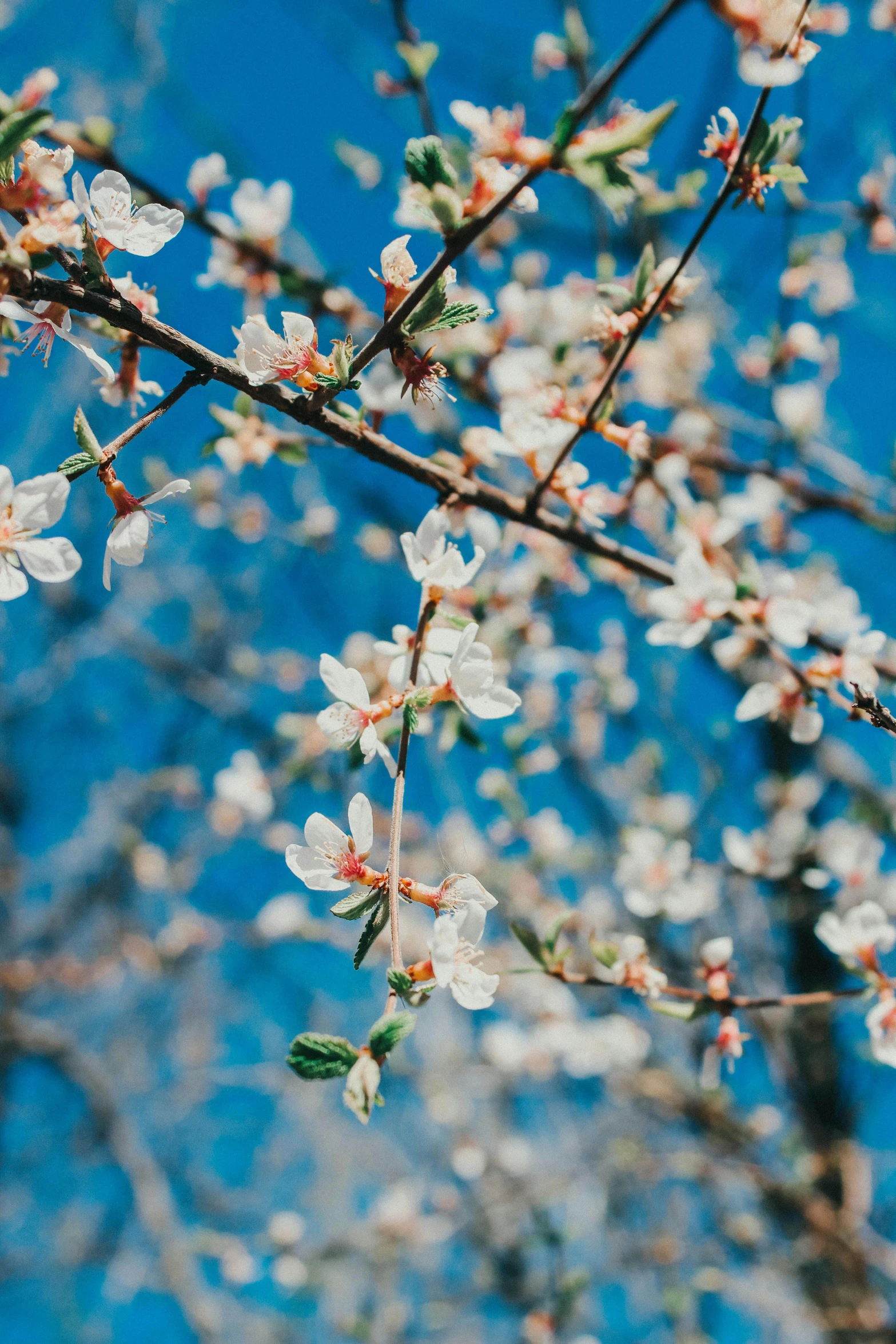 nches with small white flowers on them against the blue sky