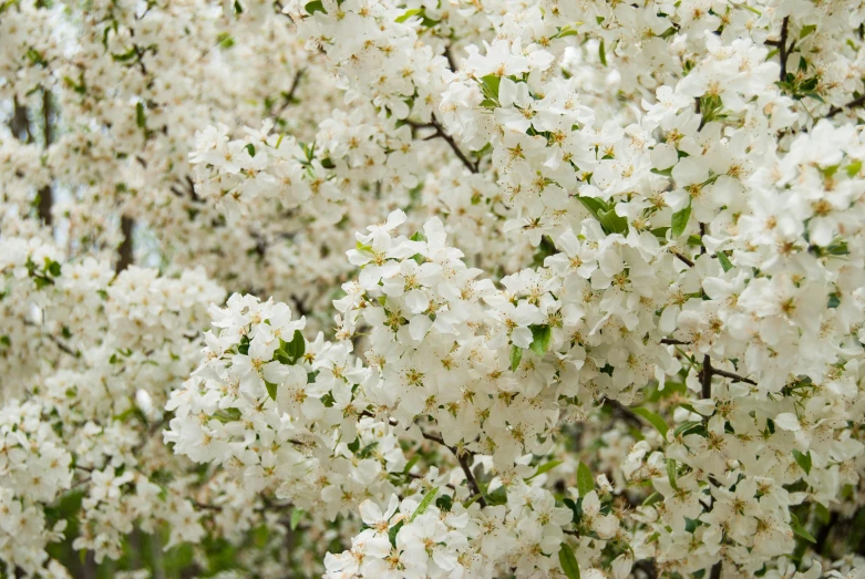 many white flowers are blooming in the trees