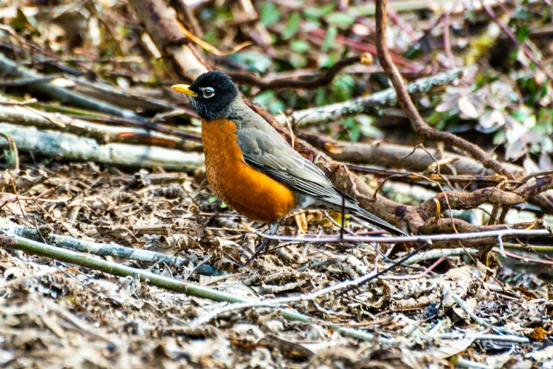 the orange and black bird is standing in a pile of bare nches