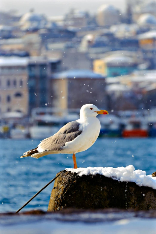 the white bird stands atop the rock on the edge of the snow