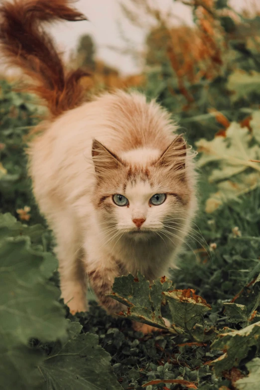 a cat walking on the ground near plants