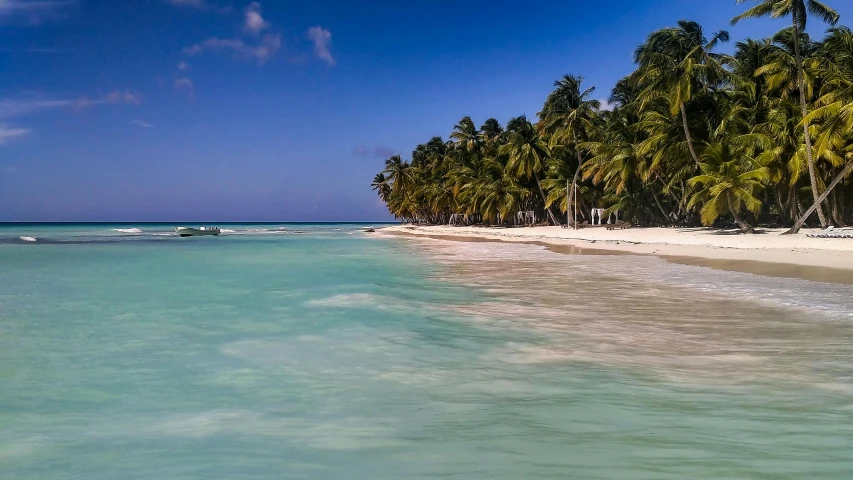 a beach with a blue sky and palm trees