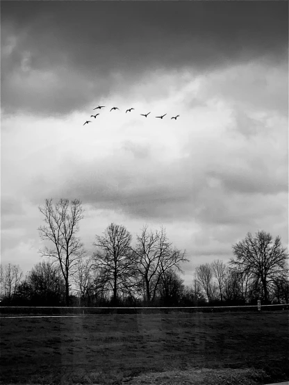 black and white pograph of several geese flying overhead