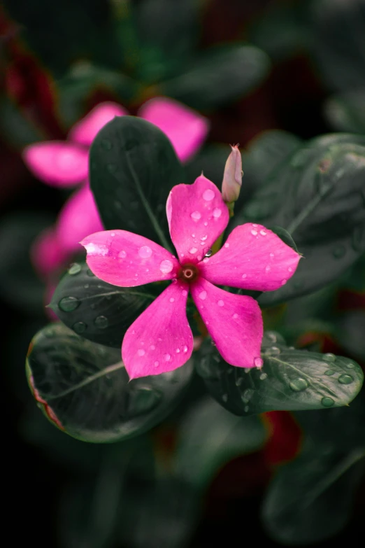 pink flowers with green leaves and water drops