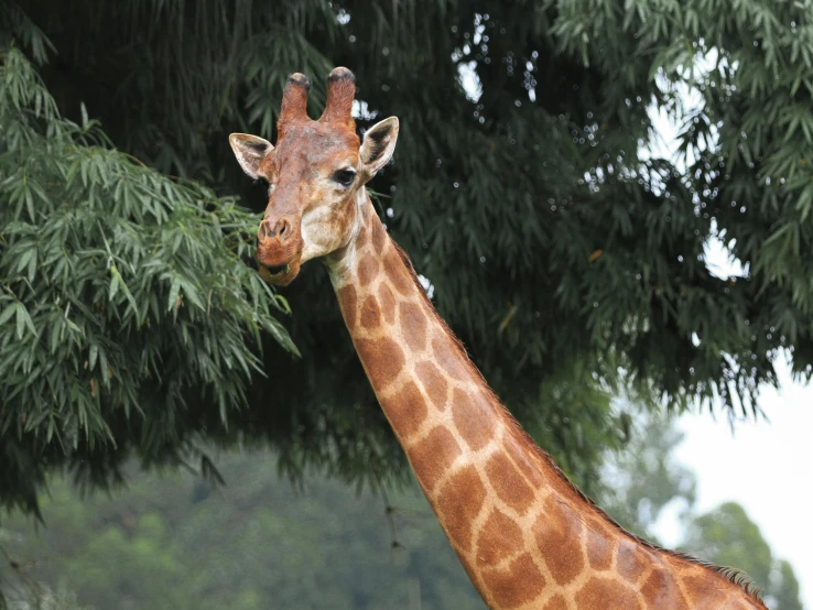 giraffe standing in front of tall trees looking at soing