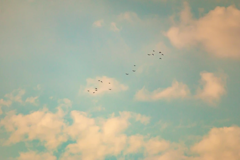 a flock of birds in a cloudy sky