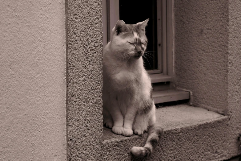 a small white cat sitting on a ledge looking out of a window