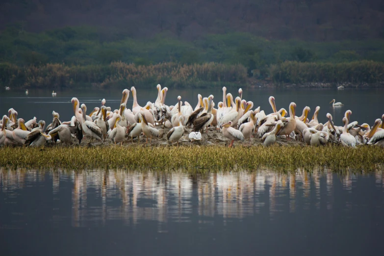 a bunch of large birds that are on the grass