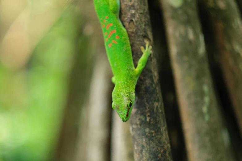 an up close view of an emerald colored lizard's head on a tree nch