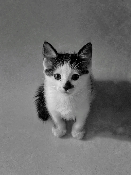 a little kitten sitting on the floor with a sad look