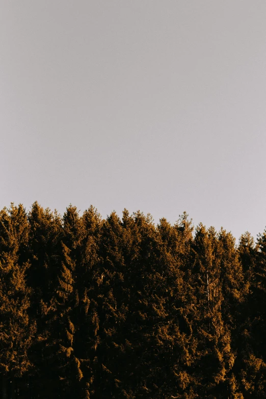 a plane is flying over a large lot of trees