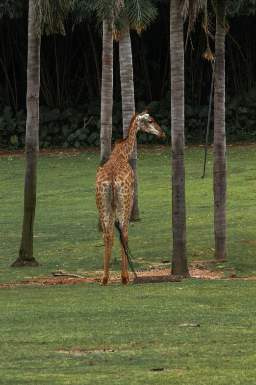 a giraffe walking through an area with palm trees