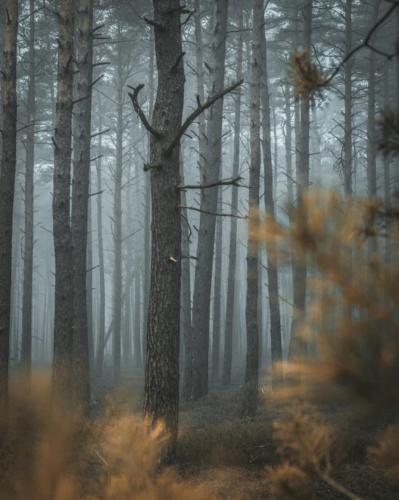 the tall trees are in a foggy forest