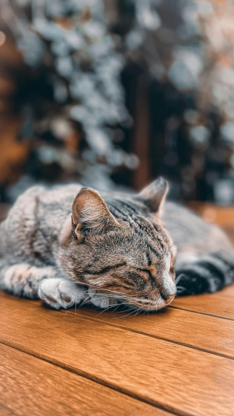 a cat is laying on a wooden surface