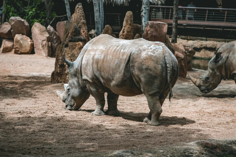 rhinoceros are in a zoo enclosure grazing on the ground
