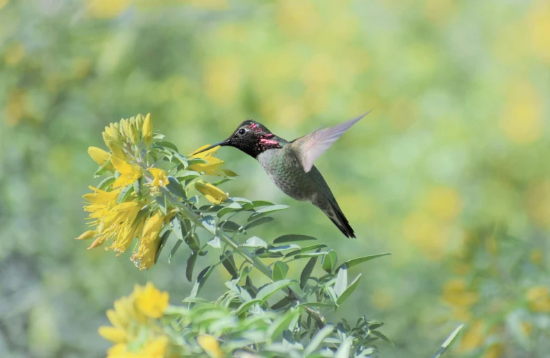 a humming bird with wings extended up is flying in the air next to a flower