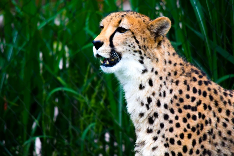 the cheetah is standing in tall green grass