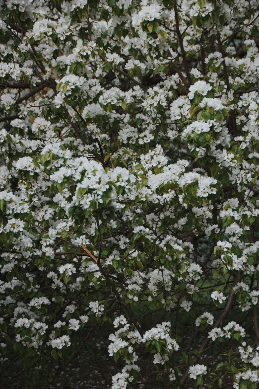 a tree with white flowers in the foreground and a blue bench