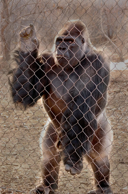 a gorilla behind a fence at the zoo