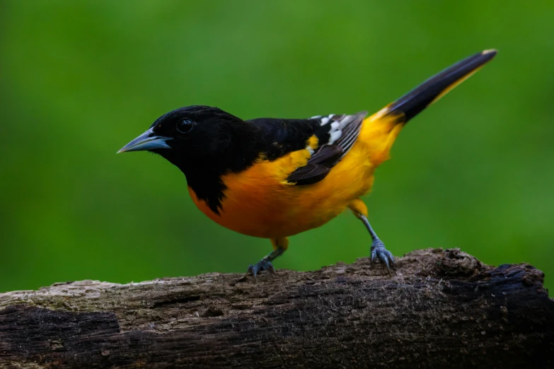 a small bird is standing on a tree nch