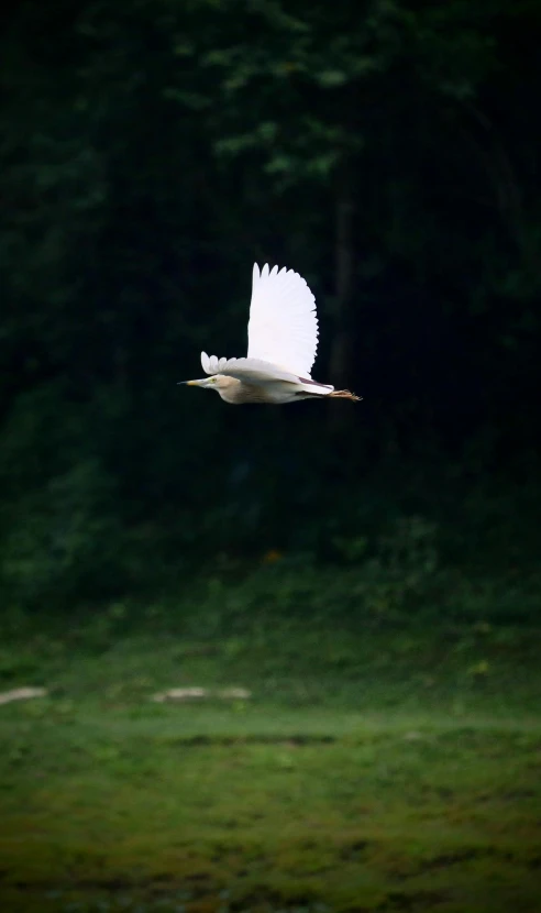 a large bird flying over some green grass