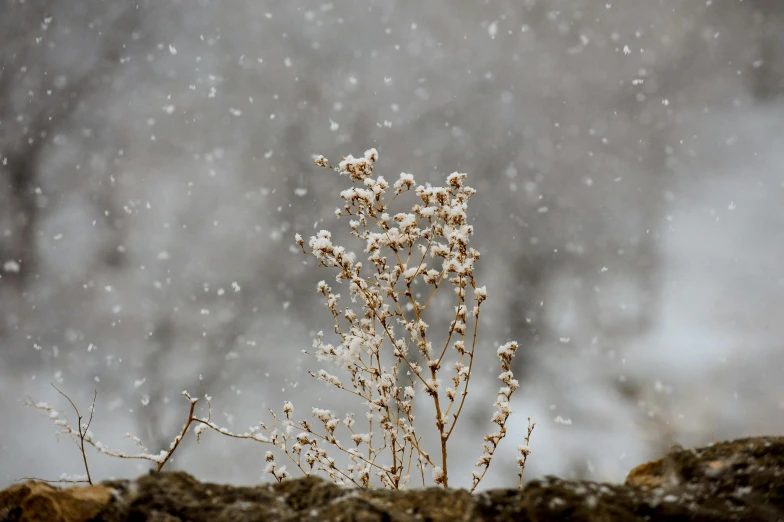 a snow scene with a plant and it's roots in the foreground