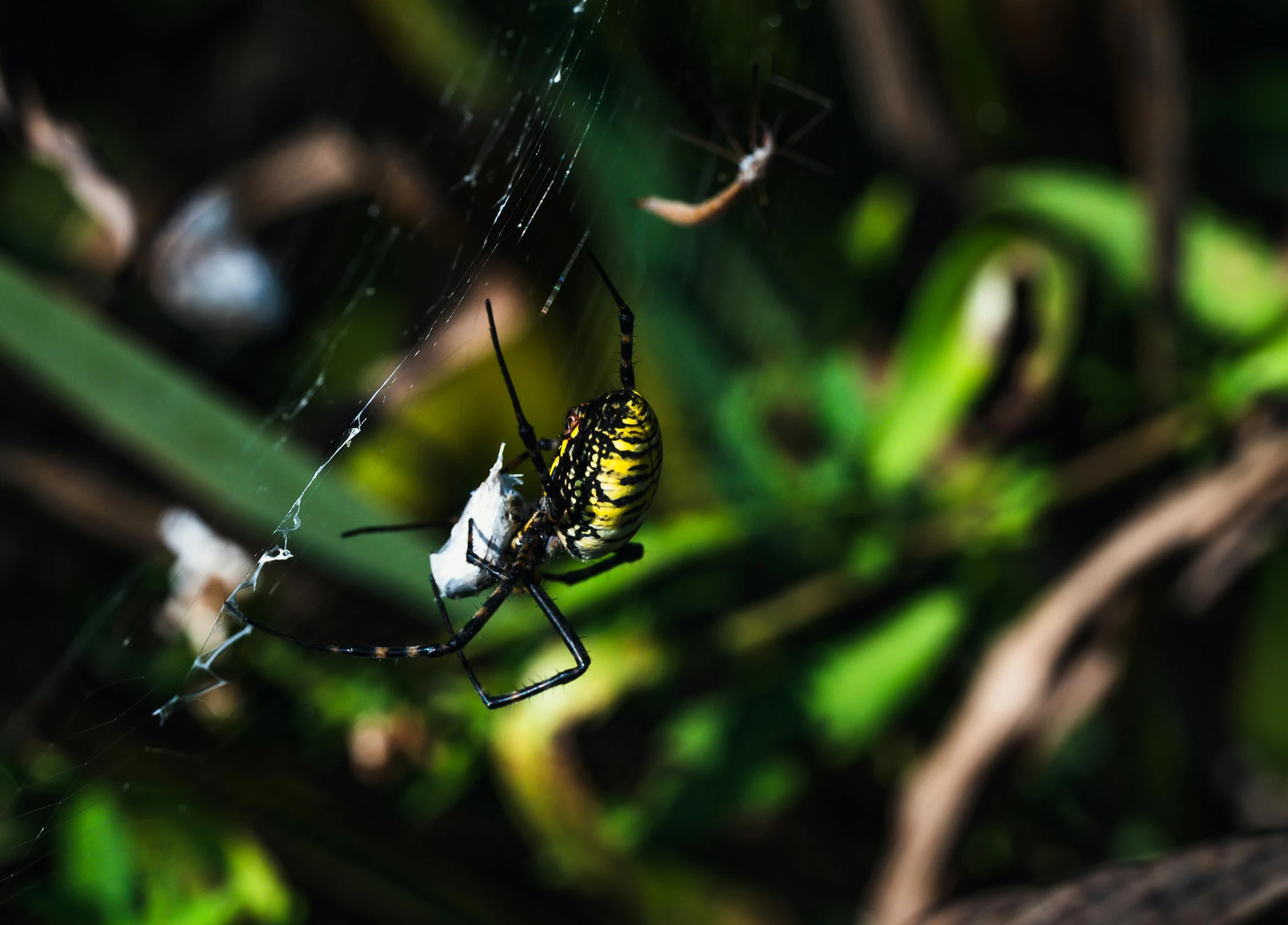 a spider with yellow markings on its body hanging from a web