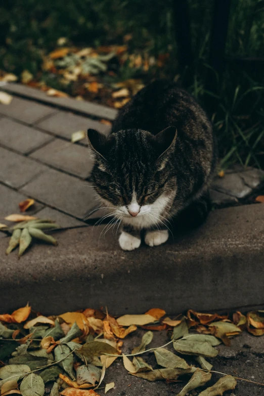 a kitten sitting on a stone ledge next to leaves