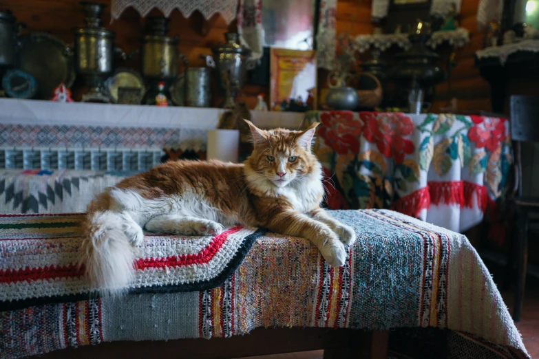 an orange cat sits on top of a bed