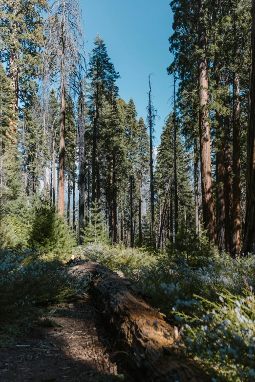 there are trees near the dirt path on the side