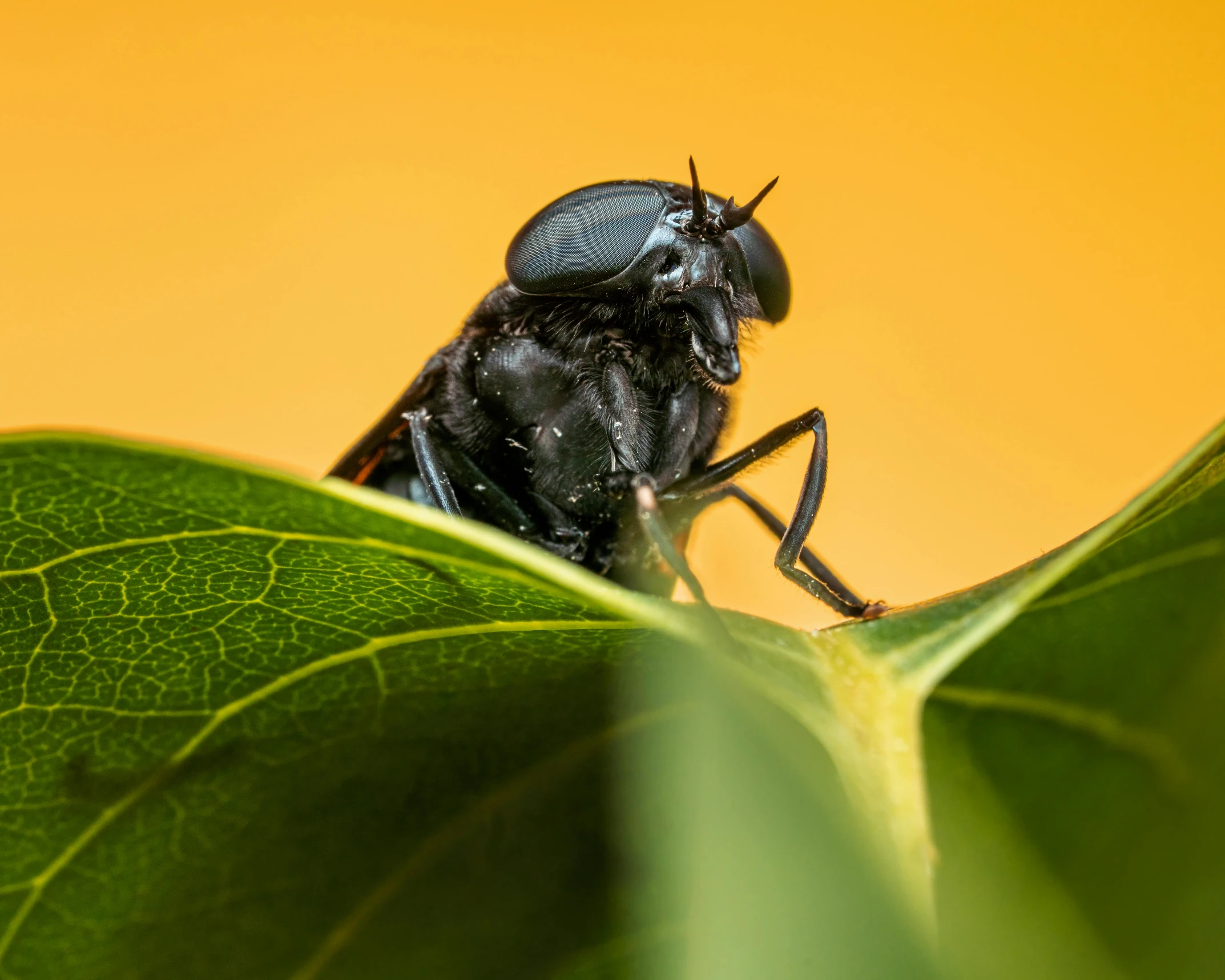 the black fly sits on the top of the green leaf