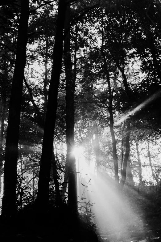 sun is coming through the trees onto a path