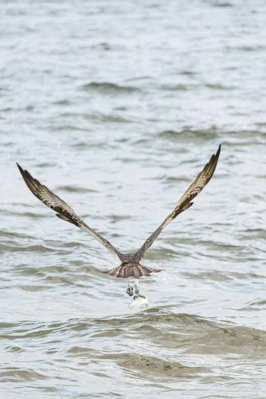 a bird flying over the water near the ocean