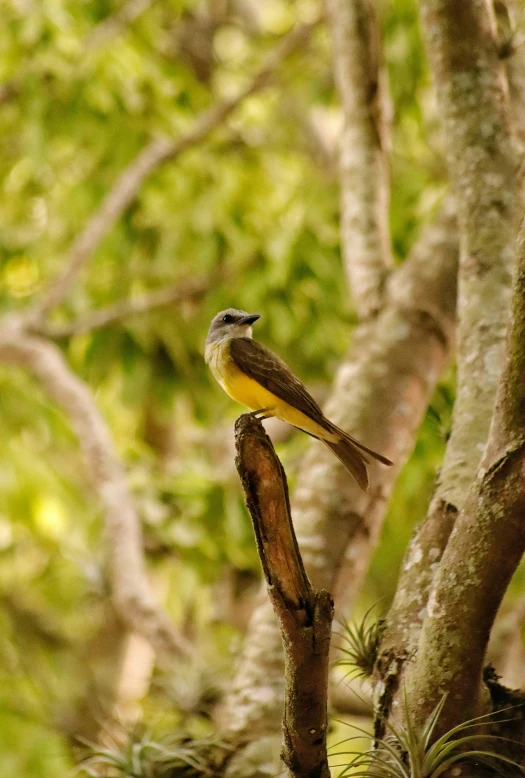 a bird sitting on a tree nch in the forest