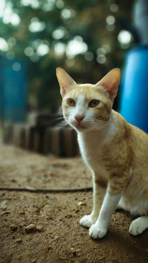 a cat sitting on the ground looking at soing