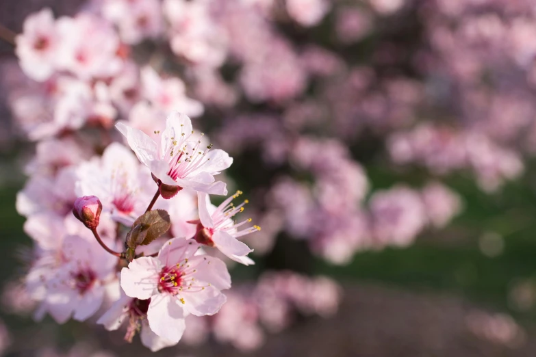 many flowers that are growing on a tree