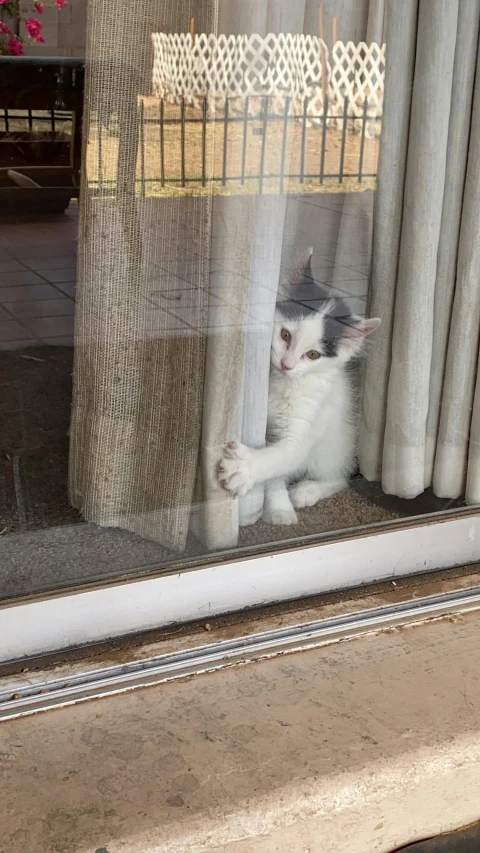 a cat is sitting in a window and looking through the window