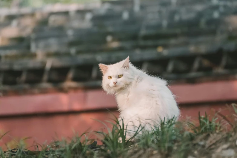 a white cat is sitting in the grass