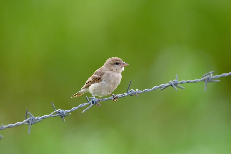 a small bird perched on the barb wire of a fence